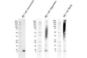 Western blot of amyloid beta 1-42 monomers (ABIN7272125, ABIN7272126 and ABIN7272127, left), oligomers (ABIN7272125, ABIN7272126 and ABIN7272127, middle) and fibrils (ABIN7272125, ABIN7272126 and ABIN7272127, right) using anti-amyloid beta 6E10 antibody.