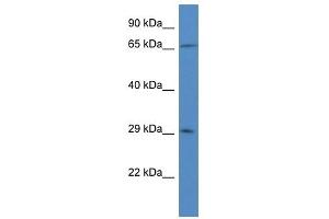 Western Blot showing HCCS antibody used at a concentration of 1 ug/ml against U937 Cell Lysate (HCCS antibody  (N-Term))