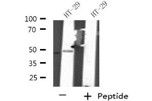 Western blot analysis of extracts from HT-29 cells, using RNUXA antibody. (PHAX antibody  (Internal Region))
