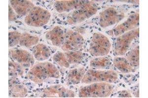 IHC-P analysis of Human Stomach Tissue, with DAB staining. (IL-10 antibody  (AA 19-178))