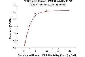 Immobilized Human PLAU, His Tag (ABIN2181654,ABIN2181653) at 5 μg/mL (100 μL/well) can bind Biotinylated Human uPAR, His,Avitag (ABIN6973301) with a linear range of 0.
