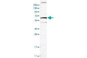 Western blot analysis of Human cell line RT-4 with TNFRSF11A polyclonal antibody  at 1:100-1:250 dilution.