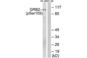 Western blot analysis of extracts from HT-29 cells treated with serum using GRB2 (Phospho-Ser159) Antibody. (GAB2 antibody  (pSer159))