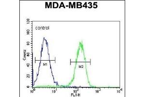 PYHIN1 Antibody (N-term) (ABIN651569 and ABIN2840306) flow cytometric analysis of MDA-M cells (right histogram) compared to a negative control cell (left histogram). (PYHIN1 antibody  (N-Term))