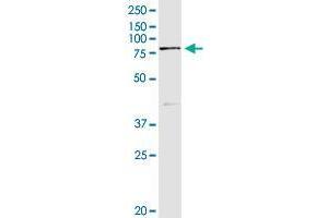 Immunoprecipitation of SEMA4A transfected lysate using rabbit purified polyclonal anti-SEMA4A and Protein A Magnetic Bead (SEMA4A (Human) IP-WB Antibody Pair)