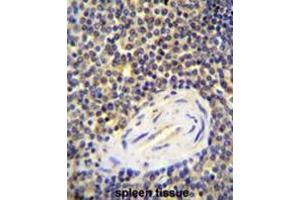 ACAP1 Antibody (N-term) immunohistochemistry analysis in formalin fixed and paraffin embedded human spleen tissue followed by peroxidase conjugation of the secondary antibody and DAB staining. (ACAP1 antibody  (N-Term))