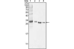 Western Blotting (WB) image for anti-B-Cell CLL/lymphoma 10 (BCL10) antibody (ABIN1105500) (BCL10 antibody)