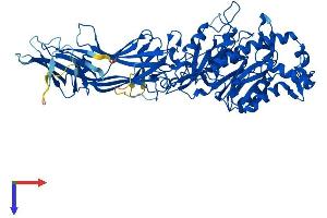 PAD4 Protein (AA 1-663) (His tag)