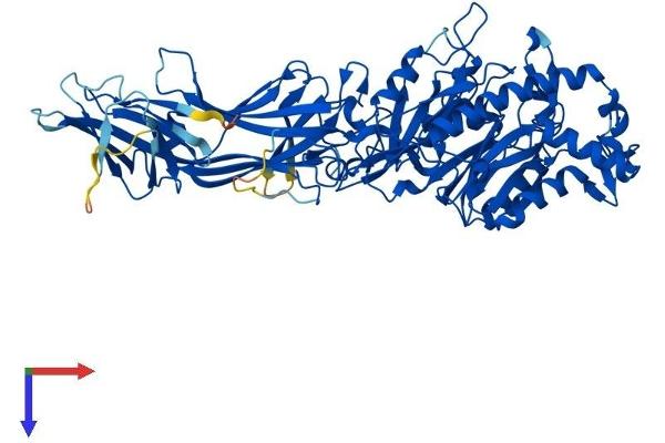 PAD4 Protein (AA 1-663) (His tag)