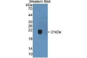 Figure. (GREM2 antibody  (AA 22-168))