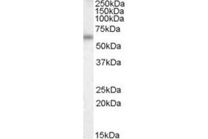 ABIN263165 (0. (Vitamin D-Binding Protein antibody  (Internal Region))