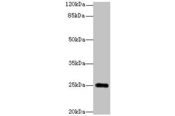 GOSR2 antibody  (AA 1-190)