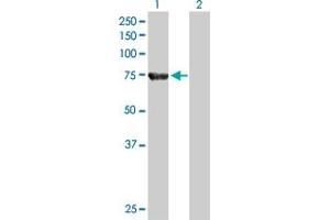 Western Blot analysis of ACOX2 expression in transfected 293T cell line by ACOX2 MaxPab polyclonal antibody. (Acox2 antibody  (AA 1-681))