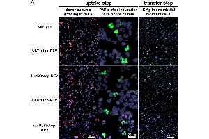 Comparison of Merlin-RL13tetO wild-type and the revertants used in this study during PMN-mediated transmission. (CMV IE1/2 antibody)