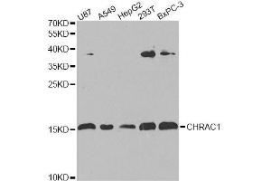 Western blot analysis of extracts of various cell lines, using CHRAC1 antibody. (CHRAC1 antibody  (AA 1-131))