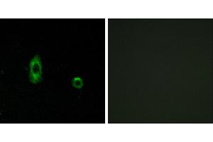 Peptide - +Western blot analysis of extracts from A549 cells, using CXG2 antibody. (GJC2 antibody  (Internal Region))