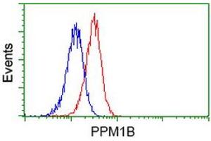 Flow cytometric Analysis of Jurkat cells, using anti-PPM1B antibody (ABIN2454545), (Red), compared to a nonspecific negative control antibody, (Blue). (PPM1B antibody)