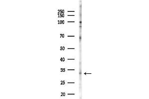 anti-Carcinoembryonic Antigen-Related Cell Adhesion Molecule 21 (CEACAM21) (C-Term) antibody
