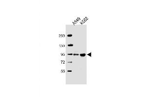 Western Blot at 1:2000 dilution Lane 1: A549 whole cell lysate Lane 2: K562 whole cell lysate Lysates/proteins at 20 ug per lane. (ARHGAP27 antibody  (AA 198-226))