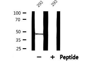 Western blot analysis of extracts from 293, using RPL3 Antibody. (RPL3 antibody  (C-Term))