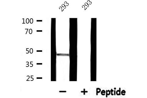 RPL3 antibody  (C-Term)