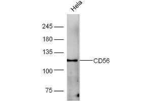 Human HeLa lysates probed with Rabbit Anti-CD56 Polyclonal Antibody, Unconjugated  at 1:5000 for 90 min at 37˚C. (CD56 antibody  (AA 701-800))