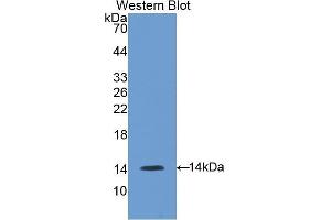 Western Blotting (WB) image for anti-Gonadotropin-Releasing Hormone 1 (Luteinizing-Releasing Hormone) (GNRH1) (AA 22-90) antibody (ABIN1173770) (GNRH1 antibody  (AA 22-90))