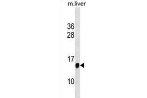 Western Blotting (WB) image for anti-Protein Phosphatase 1, Regulatory (Inhibitor) Subunit 1C (PPP1R1C) antibody (ABIN3000434)