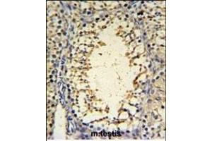 I Antibody (C-term) (ABIN653856 and ABIN2843116) IHC analysis in formalin fixed and paraffin embedded mouse testis tissue followed by peroxidase conjugation of the secondary antibody and DAB staining. (IMP3 antibody  (C-Term))