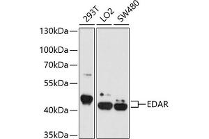 Western blot analysis of extracts of various cell lines, using EDAR antibody  at 1:1000 dilution. (EDAR antibody  (AA 27-187))