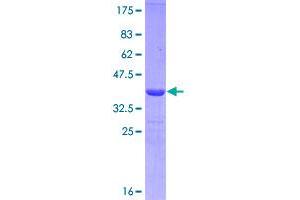 Image no. 1 for CD19 Molecule (CD19) (AA 98-187) protein (GST tag) (ABIN1348550) (CD19 Protein (AA 98-187) (GST tag))