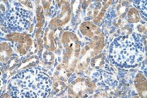 LRPAP1 antibody  (AA 258-307)