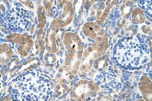 LRPAP1 antibody  (AA 258-307)