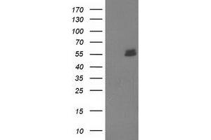 Image no. 1 for anti-U-Box Domain Containing 5 (UBOX5) (AA 1-130), (AA 419-487) antibody (ABIN1490571)