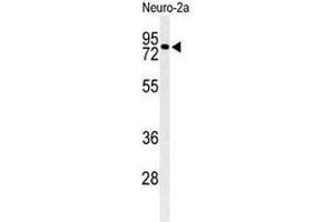 CIRH1A antibody  (N-Term)