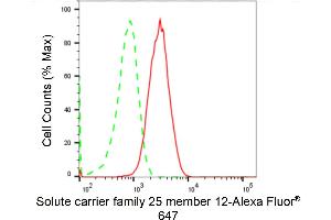 anti-Solute Carrier Family 25 (Mitochondrial Carrier, Aralar), Member 12 (Slc25a12) antibody