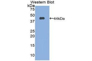 Western Blotting (WB) image for anti-CD63 (CD63) (AA 103-203) antibody (ABIN1860876) (CD63 antibody  (AA 103-203))