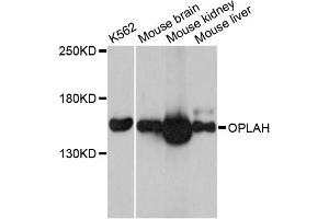 Western blot analysis of extracts of various cell lines, using OPLAH antibody (ABIN6291721) at 1:3000 dilution.