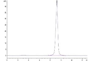 Size-exclusion chromatography-High Pressure Liquid Chromatography (SEC-HPLC) image for Killer Cell Lectin-Like Receptor Subfamily B, Member 1 (KLRB1) (AA 67-227) protein (His tag) (ABIN7274090)