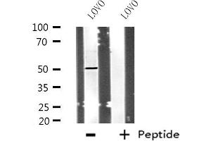 Western blot analysis of extracts from LOVO cells using POLD3 antibody.