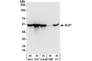 Western Blotting (WB) image for anti-Dihydrolipoamide S-Succinyltransferase (E2 Component of 2-Oxo-Glutarate Complex) (DLST) (AA 50-100) antibody (ABIN7455019) (DLST antibody  (AA 50-100))