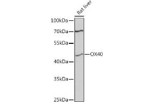 Western blot analysis of extracts of rat liver, using CD134/OX40 antibody (ABIN1683064, ABIN3017935, ABIN3017936 and ABIN6220310) at 1:3000 dilution. (TNFRSF4 antibody  (AA 100-200))