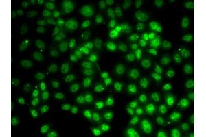 Immunofluorescence analysis of HeLa cells using PRMT2 antibody (ABIN5973447). (PRMT2 antibody)