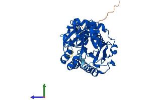 Protein Structure (PS) image for TDP-Glucose 4,6-Dehydratase (TGDS) (AA 1-350) protein (His tag) (ABIN7544402)