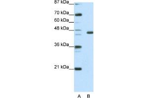 WB Suggested Anti-EGR4 Antibody Titration:  0. (EGR4 antibody  (C-Term))