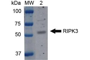 MPRIP antibody  (N-Term) (FITC)