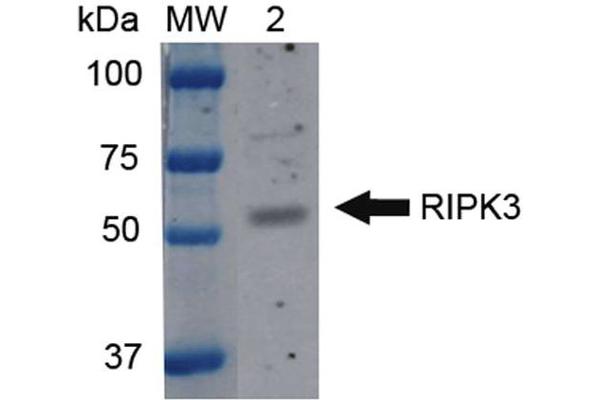 MPRIP 抗体  (N-Term) (FITC)