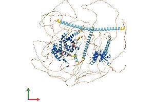 AlphaFold protein structure predicition of Human Recombinant CAMSAP2 Protein, UniprotID Q08AD1 (CAMSAP2 Protein (AA 1-1489) (His tag))