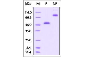 SDS-PAGE (SDS) image for Tumor Necrosis Factor Receptor Superfamily, Member 18 (TNFRSF18) (AA 26-161) protein (Fc Tag) (ABIN4949215)