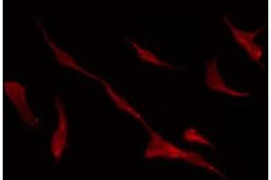 Immunofluorescence (fixed cells) (IF/ICC) image for anti-Potassium Voltage-Gated Channel, KQT-Like Subfamily, Member 4 (KCNQ4) (C-Term) antibody (ABIN6258250)